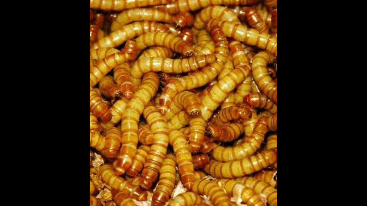 Производство мучных червей (tenebrio molitor). Все этапы от начала до конца.