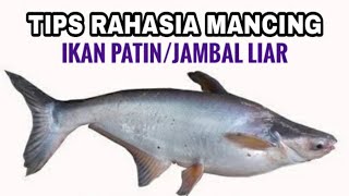 TIPS RAHASIA MANCING IKAN PATIN/JAMBAL LIAR