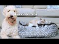 Dog vs Kittens in Her Bed