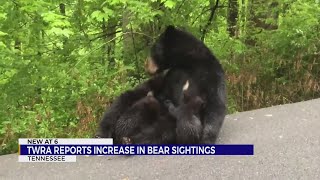 TWRA reports increase in bear sightings