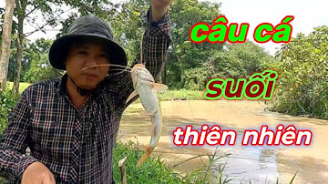 Câu cá lăng vàng suối thiên nhiên mùa mưa