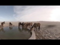 360 VR Video of Namib Desert Wild Horses at Klein-Aus Vista