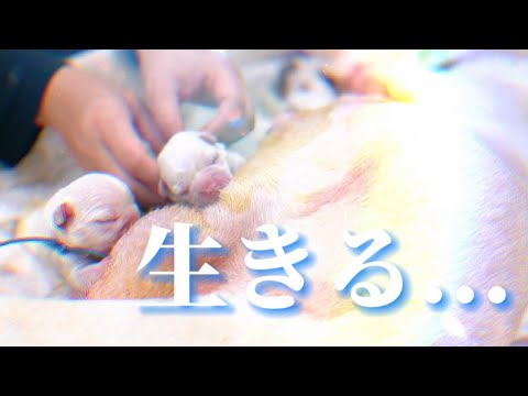 【生きる】生命の本能で必死に生きようとするフレブルの赤ちゃん達の物語...。