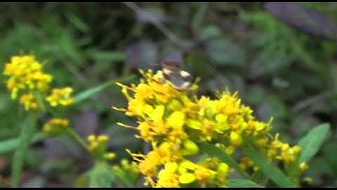 WILDLIFE_I_INSECT_HEMIPTERA_AMBUSH BUG