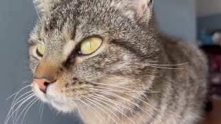 Meowing Cat wants to go Outside by Tony Katz 3,537 views 1 month ago 1 minute, 1 second