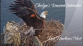 Cholyn&#39;s Unseen Intruder at Two Harbors Nest ~ 2/10/23 ~ Explore.org