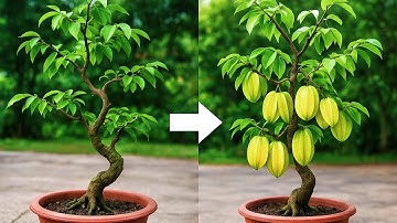 Cách Đơn Giản Để Cây Khế Sai Trĩu Hoa Quả | Toàn Làm Vườn