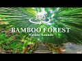 360° Video, Nature Sounds of Bamboo Forest (healing music)  | 8K VR video