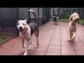 Balanced Obedience Dog and Puppy training | Online and Oahu