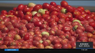 Drought: Company creates procedure to convert tomatoes into drinking water