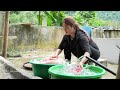 Cooking Oil Process: How to Make Cooking Oil from Pork Fat - Bring them to Market to Sell with Kids