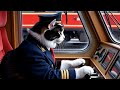 FLUFFY TRAİN ADVENTURE FROM SNOWY DESERTS TO AMAZON RAİNFORESTS, FROM THE RAİNFORESTS TO THE COAST🐱🚂