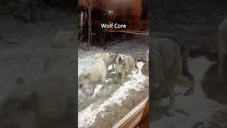 That wolf just stole the show 🐺🔥🤣 #pet #dog #usa #funny #fyp