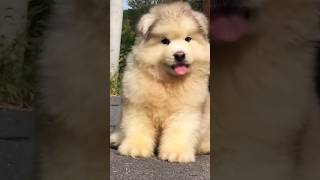 Cute Dog Compilation 🐶 | Funniest &amp; Most Adorable Dog Moments #shorts