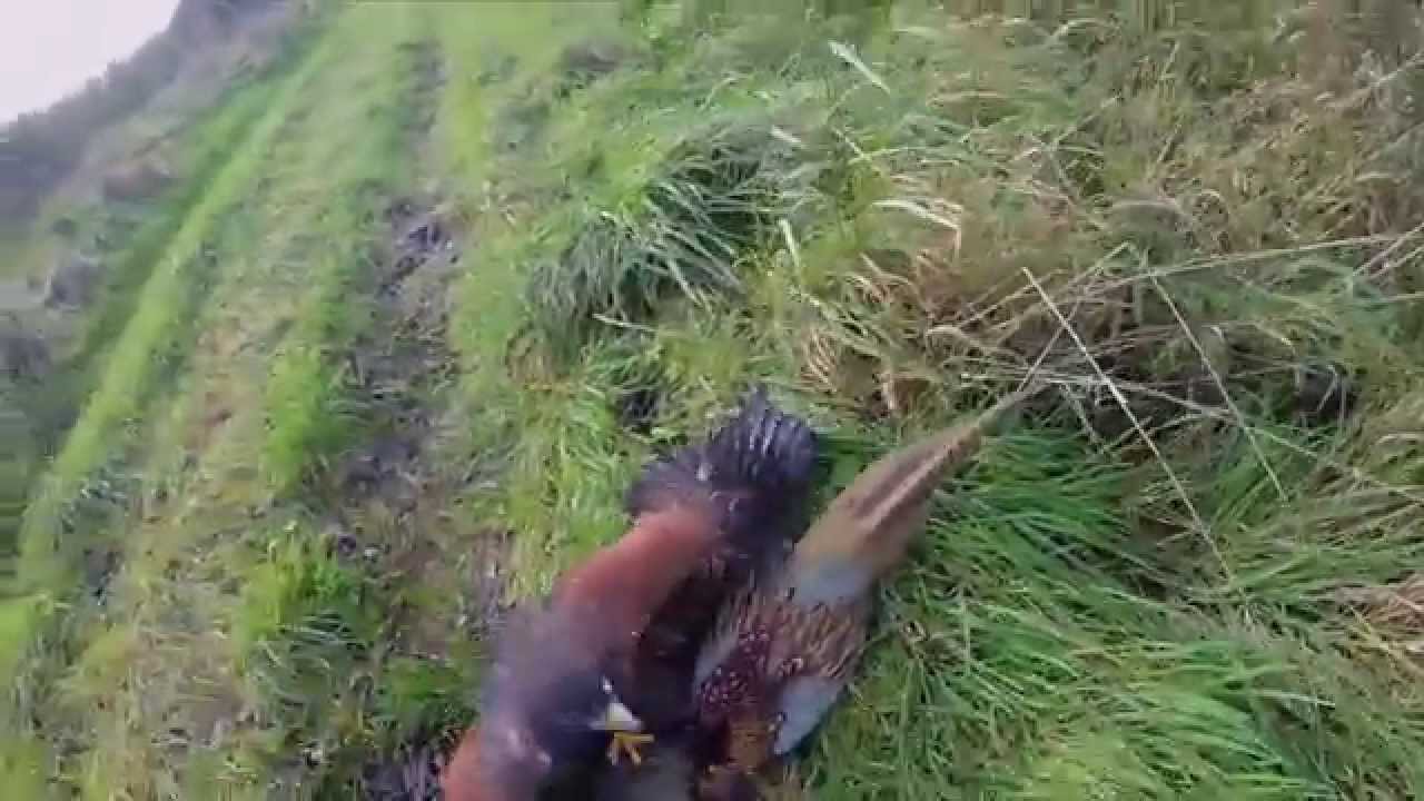 harris hawk catches a pheasant