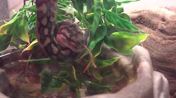 carpet python eating small mouse