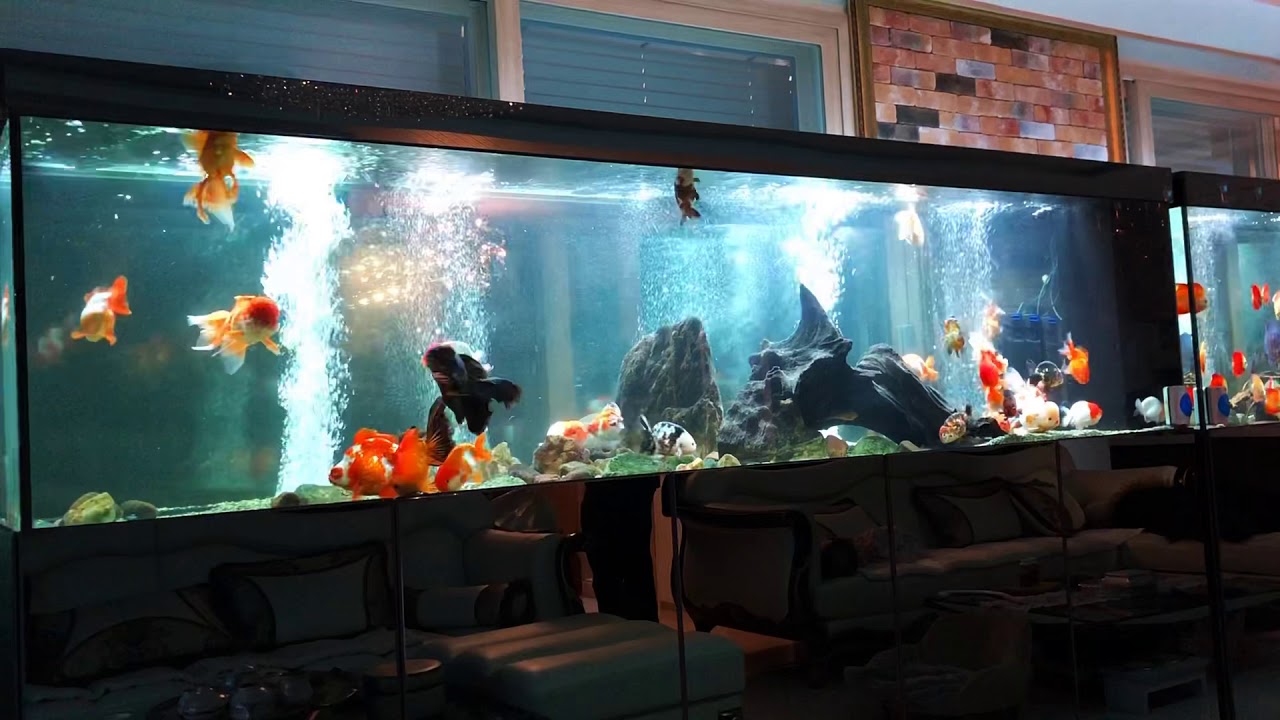 moord Leugen Motel Goldfish kingdom / 3 meter, 2 meter tank - YouTube