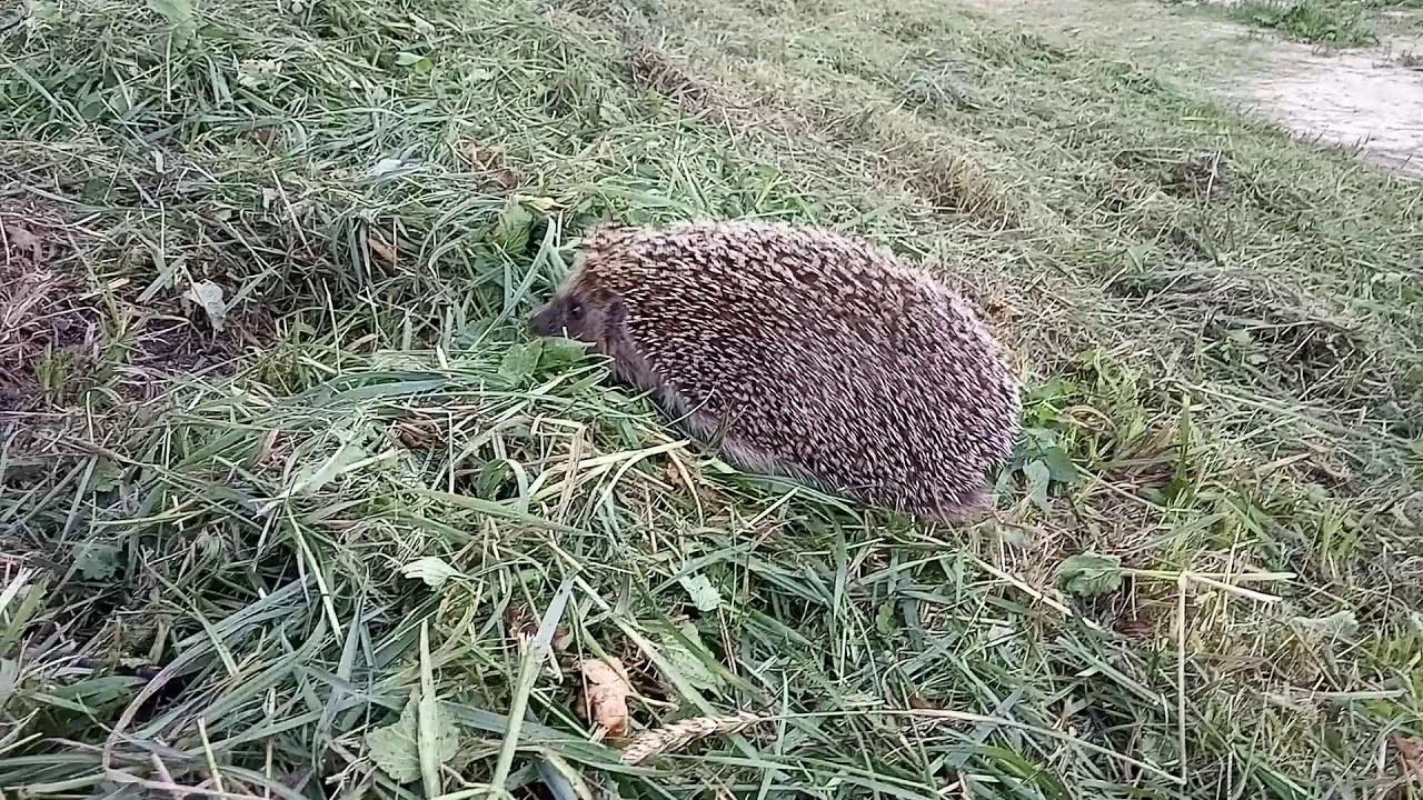 Ежика сбила машина