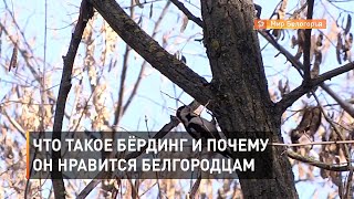 Что такое бёрдинг и почему он нравится белгородцам