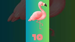 10 Second Countdown Timer - Summer Flamingo #countdowntimer #flamingotheme