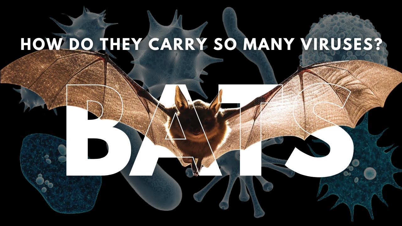 Why do bats carry so many viruses? - YouTube