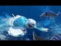 Subnuatica - Canlı Denizler! - Bölüm 19 [CANLI YAYIN]