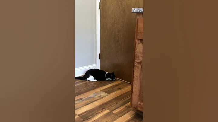 Lulu waiting on vet