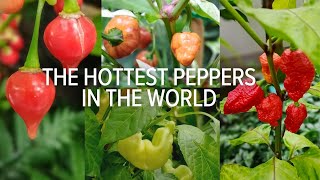 The Hottest Peppers In Whole The World not Only Red Hot Chili Peppers  Inthechic