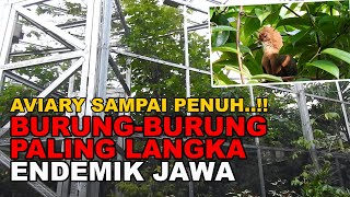 Burung - burung Endemik Jawa paling langka di Indonesia ada di Aviary sudah kaya Hutan #Episode 2