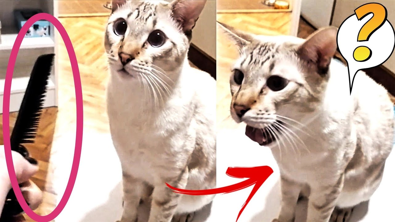 Why Do Cats Gag at the Sound of a Comb: Unveiling the Mystery