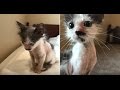 もう助からない・・・と宣告を 告げられた子猫を 決して諦めなかった 一人の女性。 一生懸命に世話をした結果に涙が止まらない！【nekoの部屋】