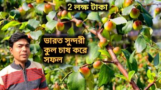 কতটা লাভজনক ভারত সুন্দরী কুল চাষ /kul chas |Cool farming/ আপেল কুল ভারত সুন্দর  কুল কোনটা করবেন