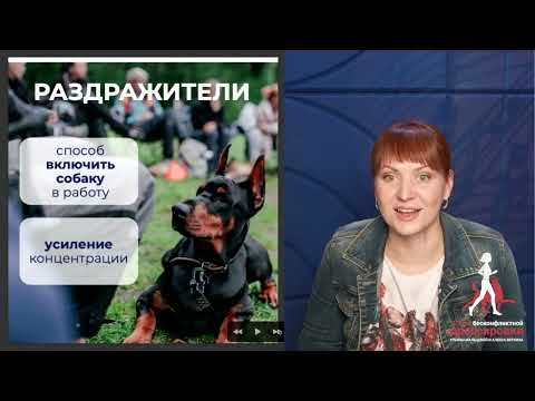 Концепция работы с раздражителями на курсе "Базовая подготовка спортивной собаки"