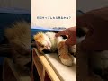 #猫 # #猫のいる暮らし # #ねこ # #cat #何回タップしたら怒るかな