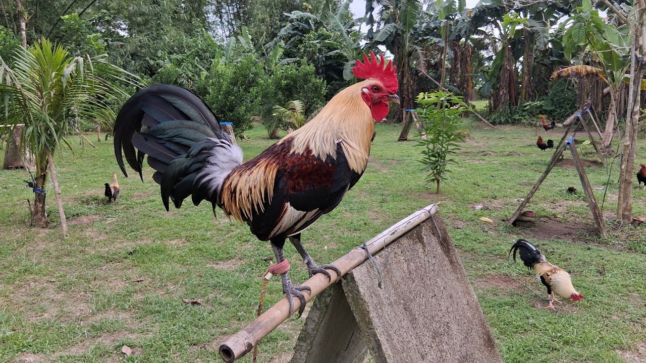 Magbibigay ako ng trio na 5ksweater over larry romero pullets 