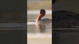 Huala / Great Greebe / Podiceps major #birds #aves #sonyalphachile #alphabysony_latin