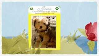 Joni GROOMING & SPA