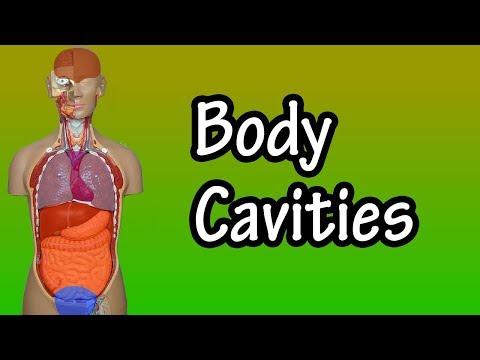 body-cavities---body-cavity-anatomy---major-body-cavities