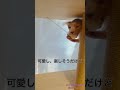 ポンポンで遊ぶほたて【スフィンクス 猫】