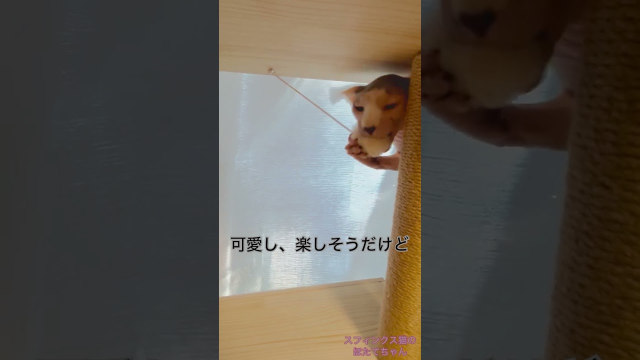 ポンポンで遊ぶほたて【スフィンクス 猫】