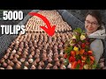 Comment les producteurs de fleurs plantent des tulipes pour les fleurs coupes