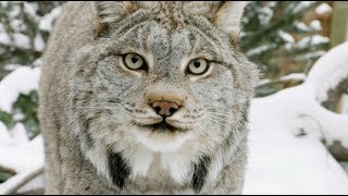 Zoo Montana's Canada Lynx