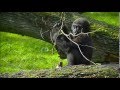 Gorillas @Burgers&#39; Zoo 10 October 2014 part 15