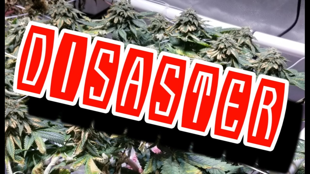 SEED PROJECT 2/27- DISASTER STRIKES