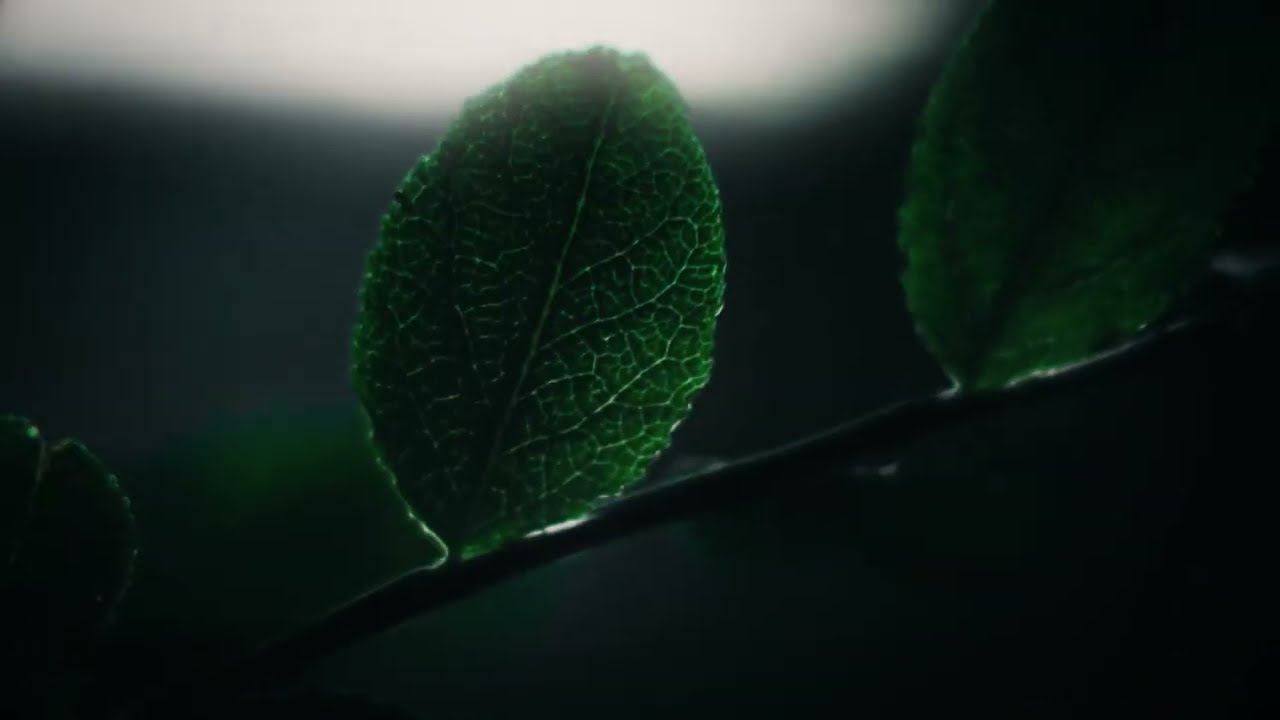 4K Forest - Cinematic Forest -Genesis Grimes
