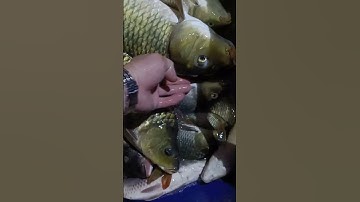 tét máy kích kéo cáp 32 fet LH 0369267908