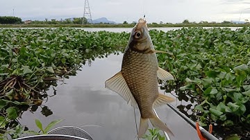 Câu Cá Diếc Mùa Đông... Đi câu gặp ngày mưa bão dữ dội và cái kết... #fishing #caucathugian #cauca.