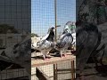 Breeders pigeon birds shorts kabotar