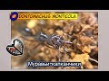 Муравьи-капканчики, заселяем // Odontomachus monticola