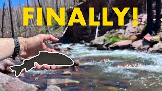 It Took Me YEARS to Catch This New Species!! (Tenkara Fly Fishing in a Creek)